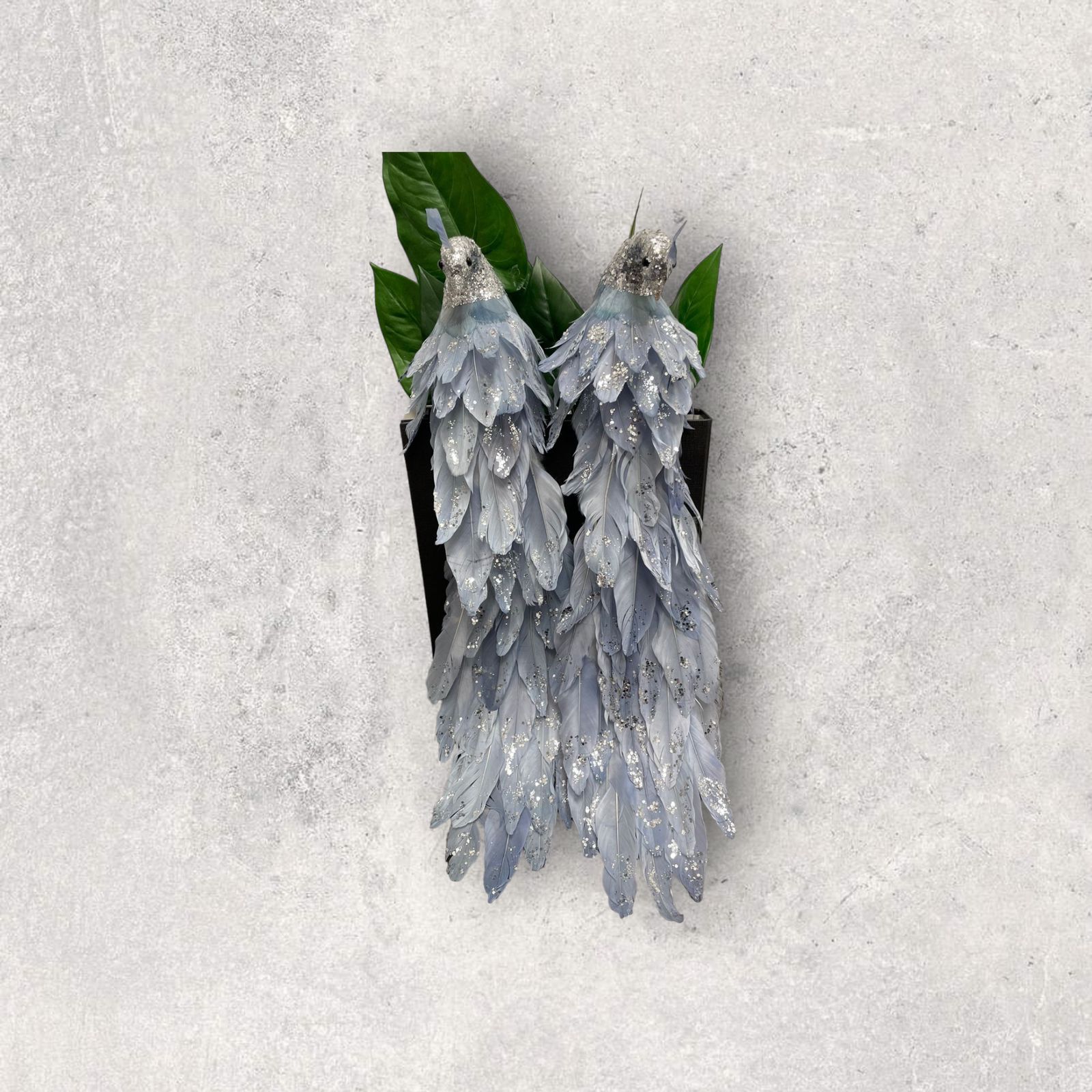 طاووس للزينة باللون السماوي