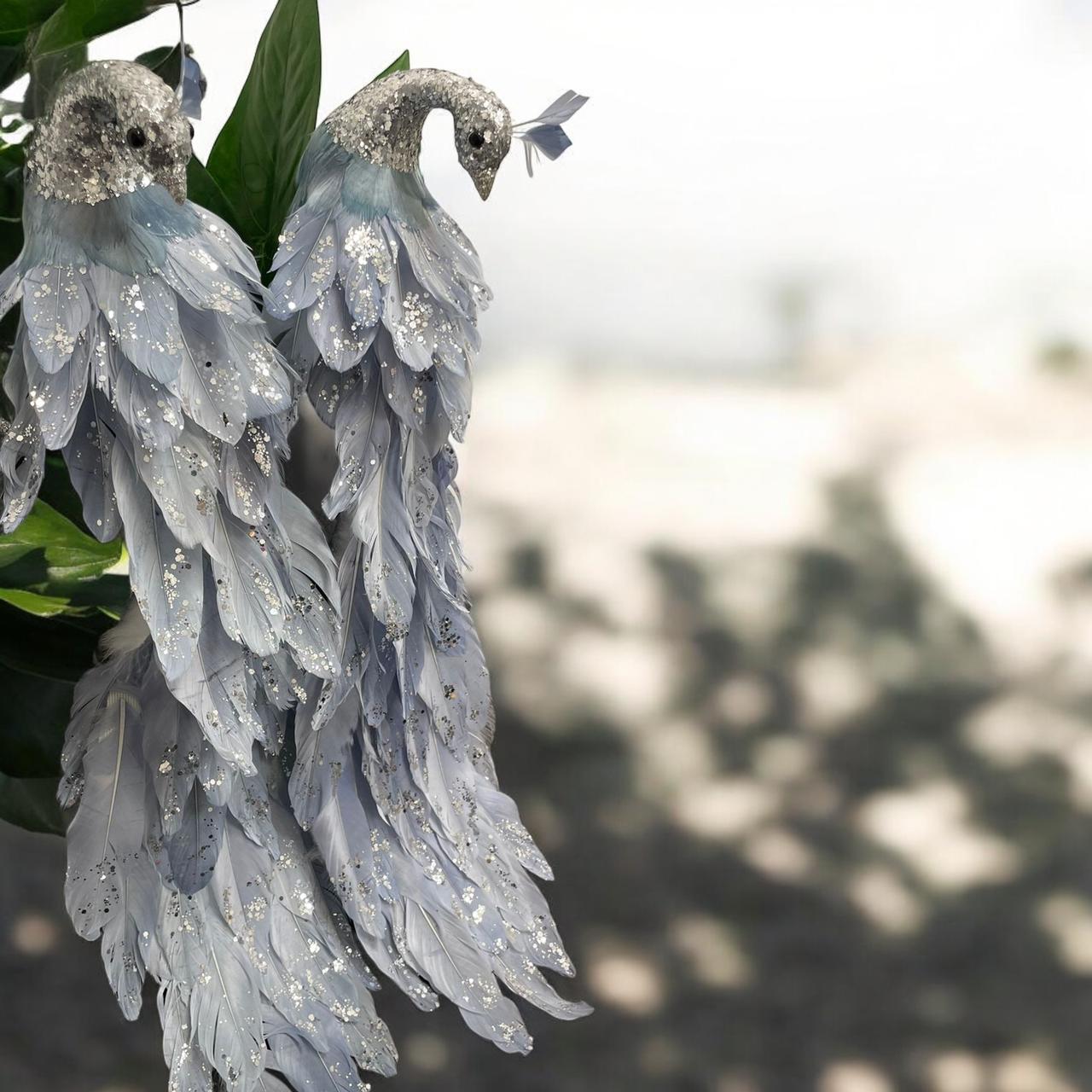 طاووس للزينة باللون السماوي