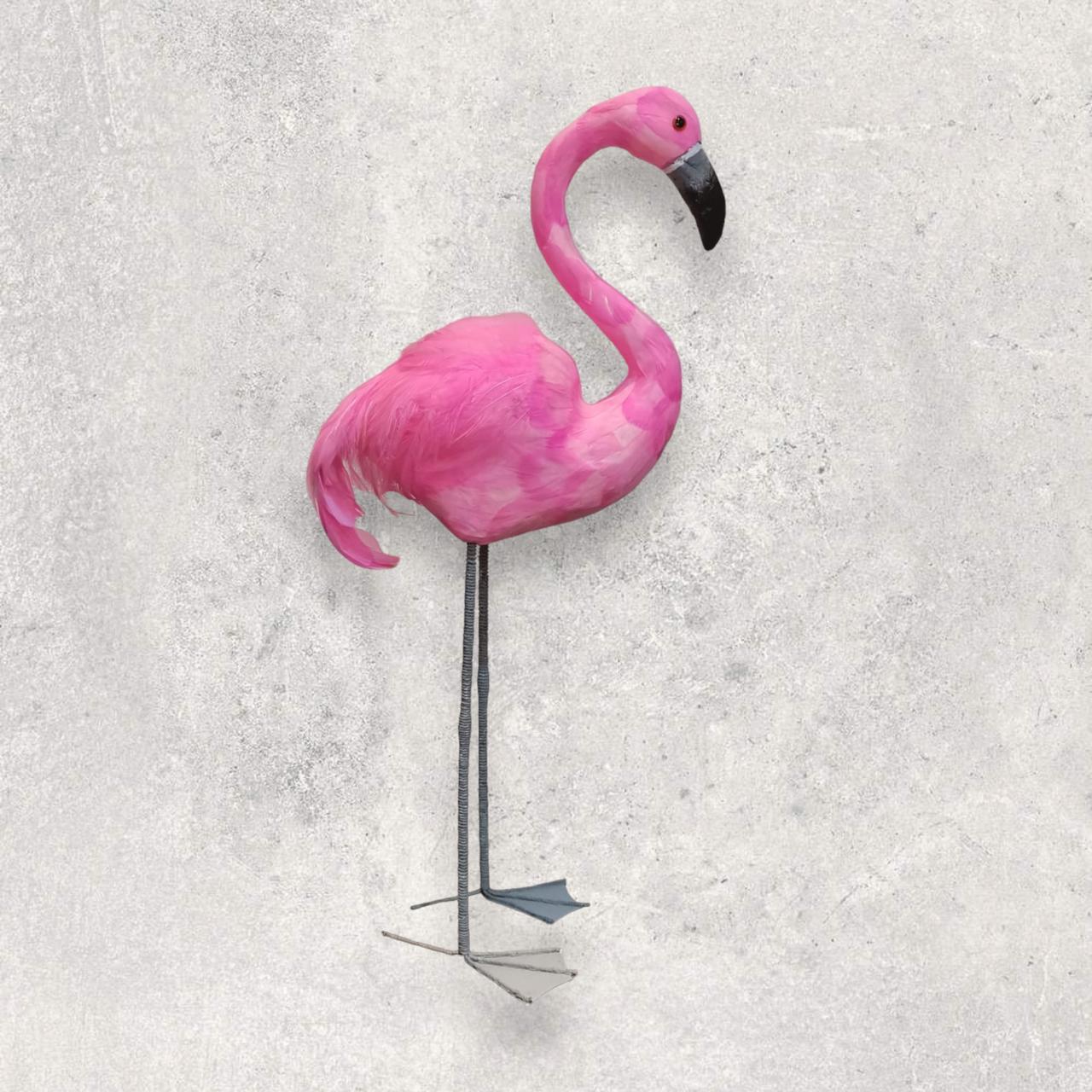 طائر الفلامنجو حجم كبير