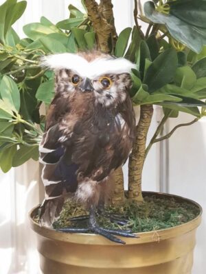 طائر البومة للزينة