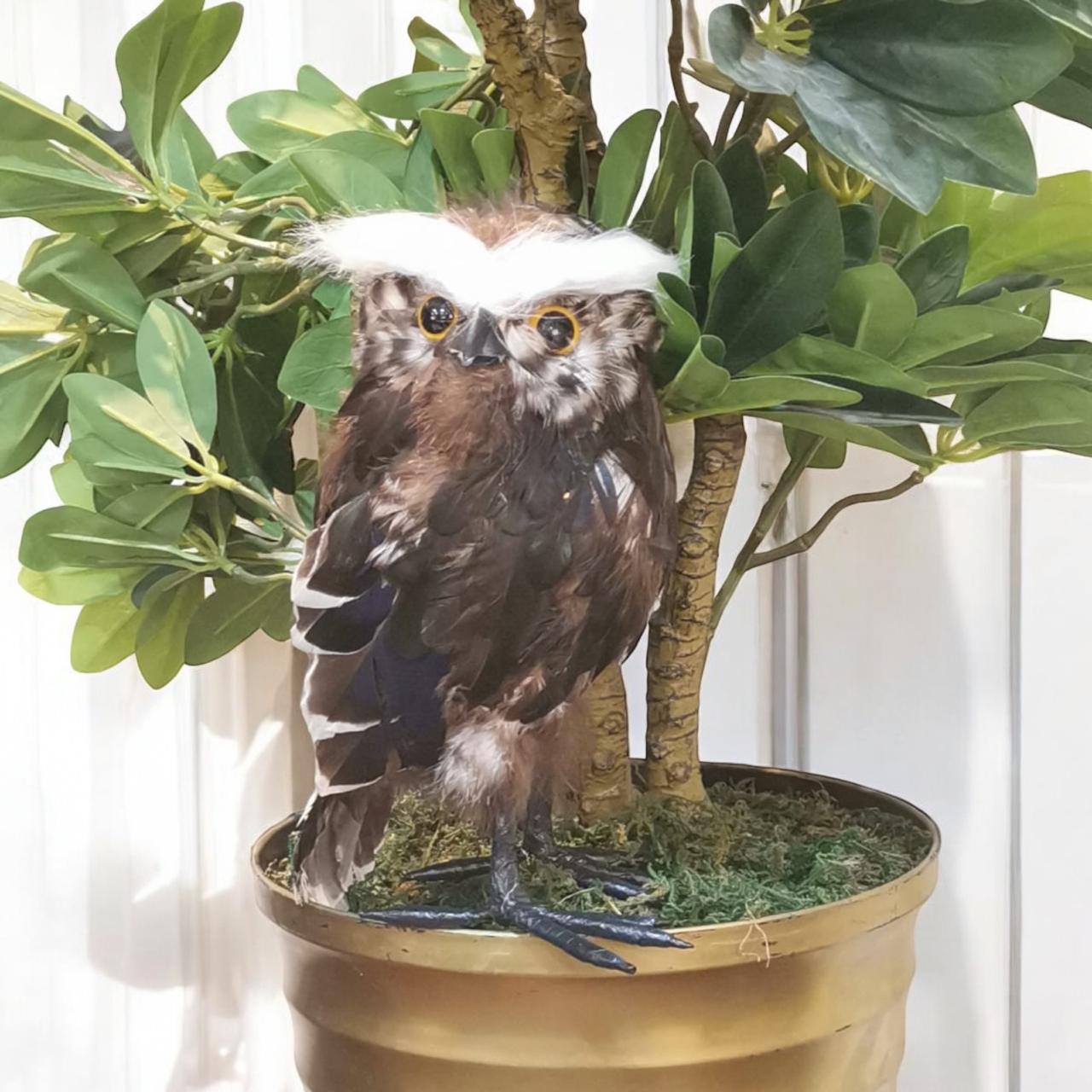 طائر البومة للزينة